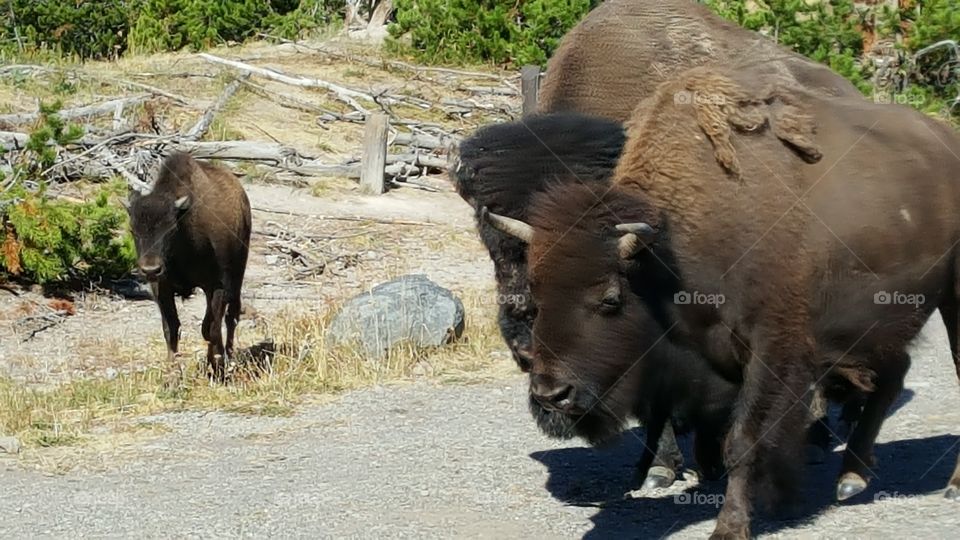 Buffalo Family Yellowstone