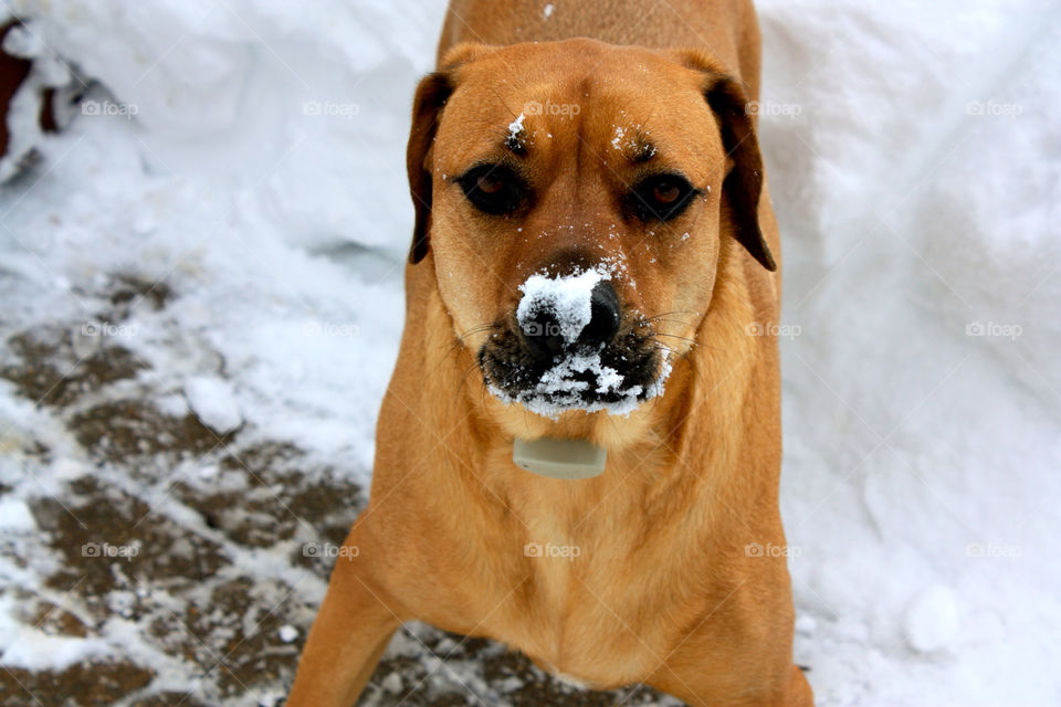 connecticut snow dog playful by kevin_lane
