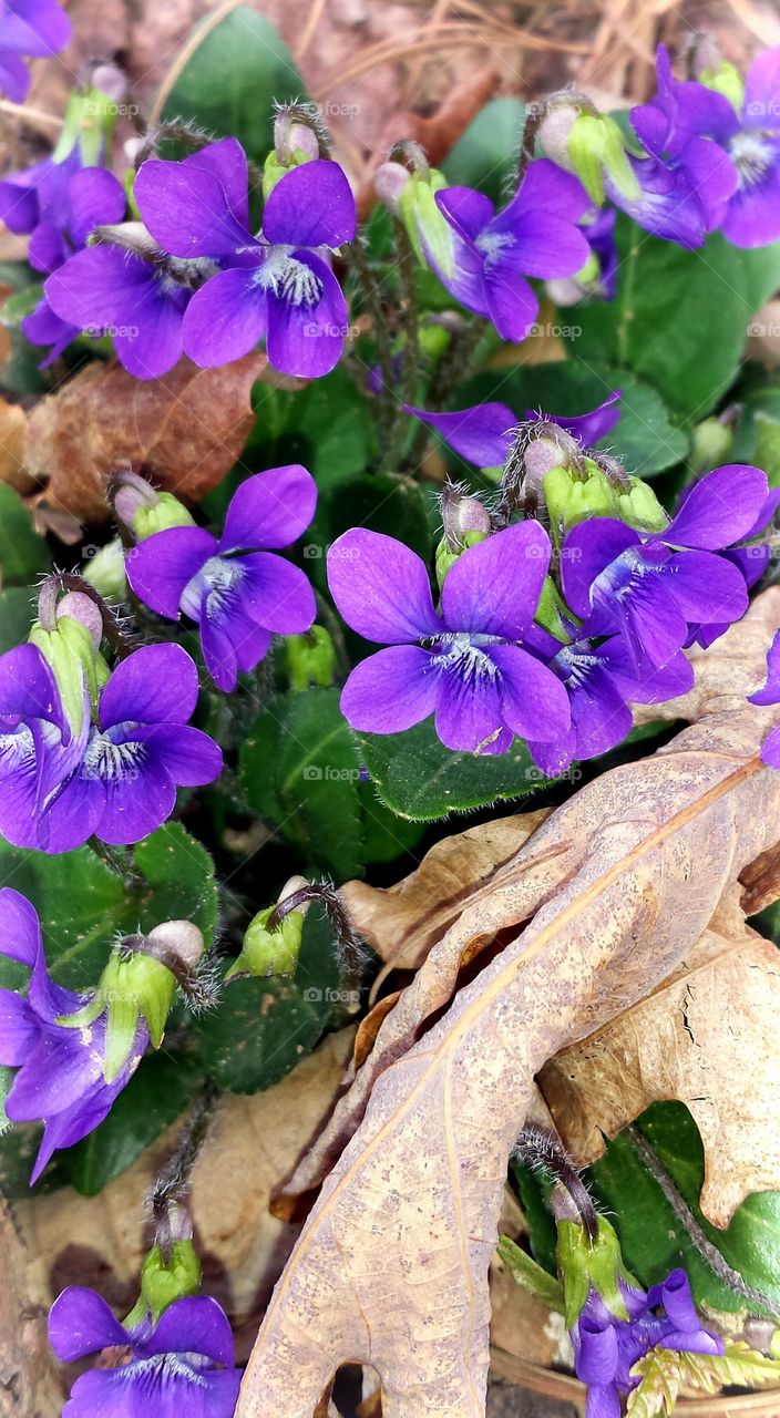 wild violets
