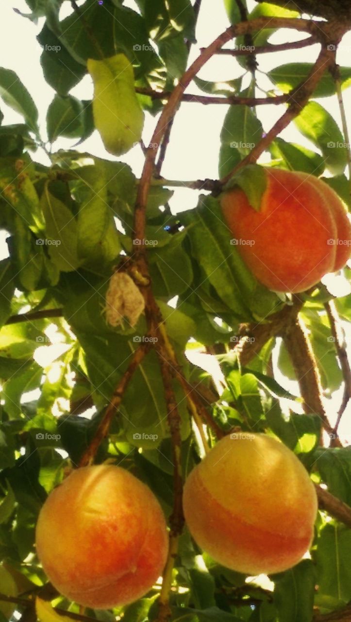 Ripe, juicy peach ready for picking