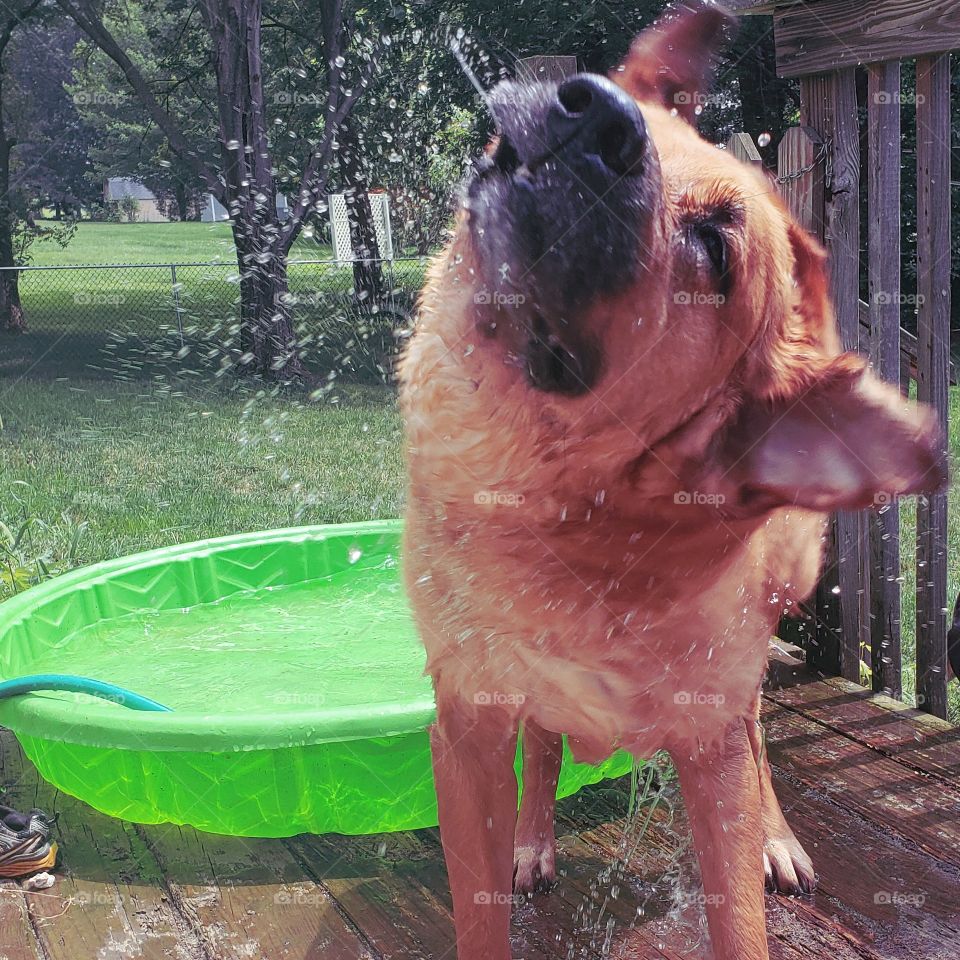 big dog shaking off the water after playing in kiddie pool.