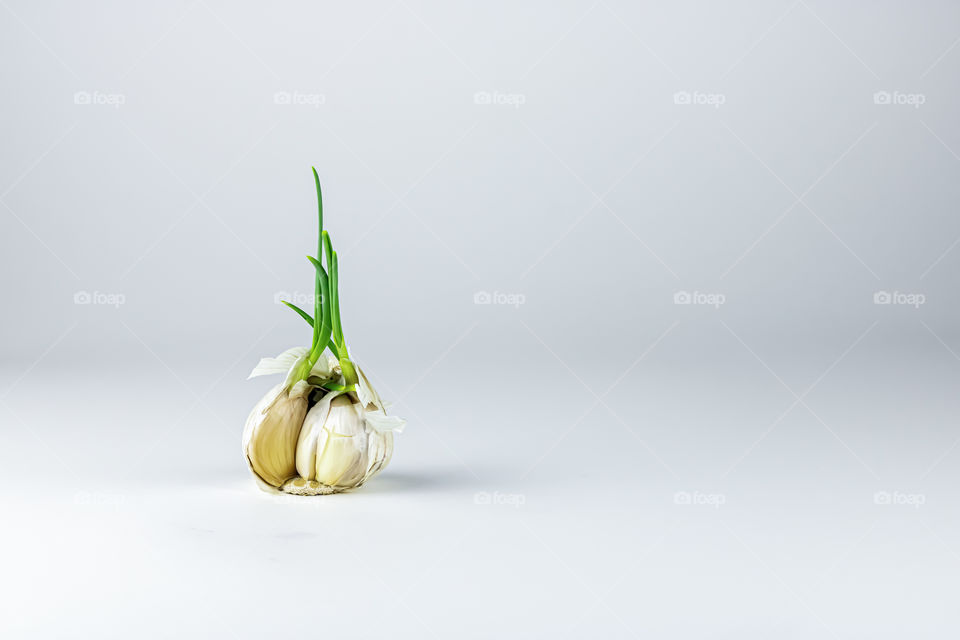 Garlic at the white background. Copy space.Minimalistic concept.