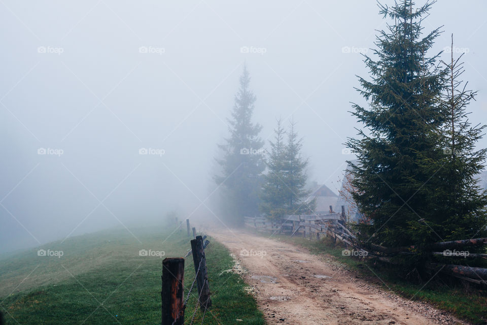 Street in fog beside trees