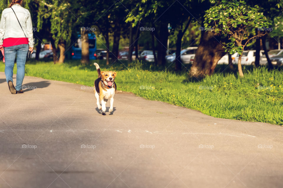 Dog on a walk in the park