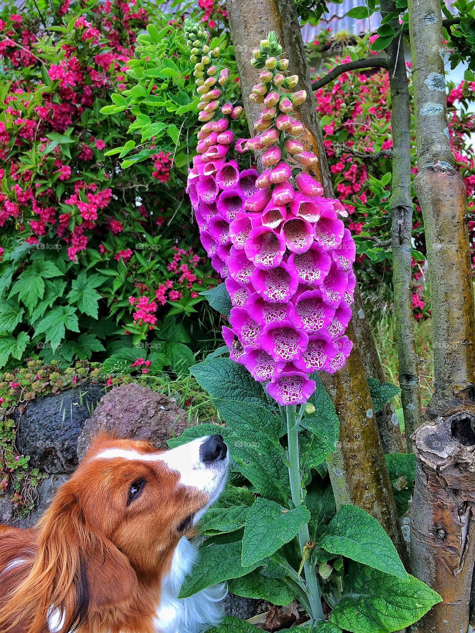 Messie the dog & the bumblebee