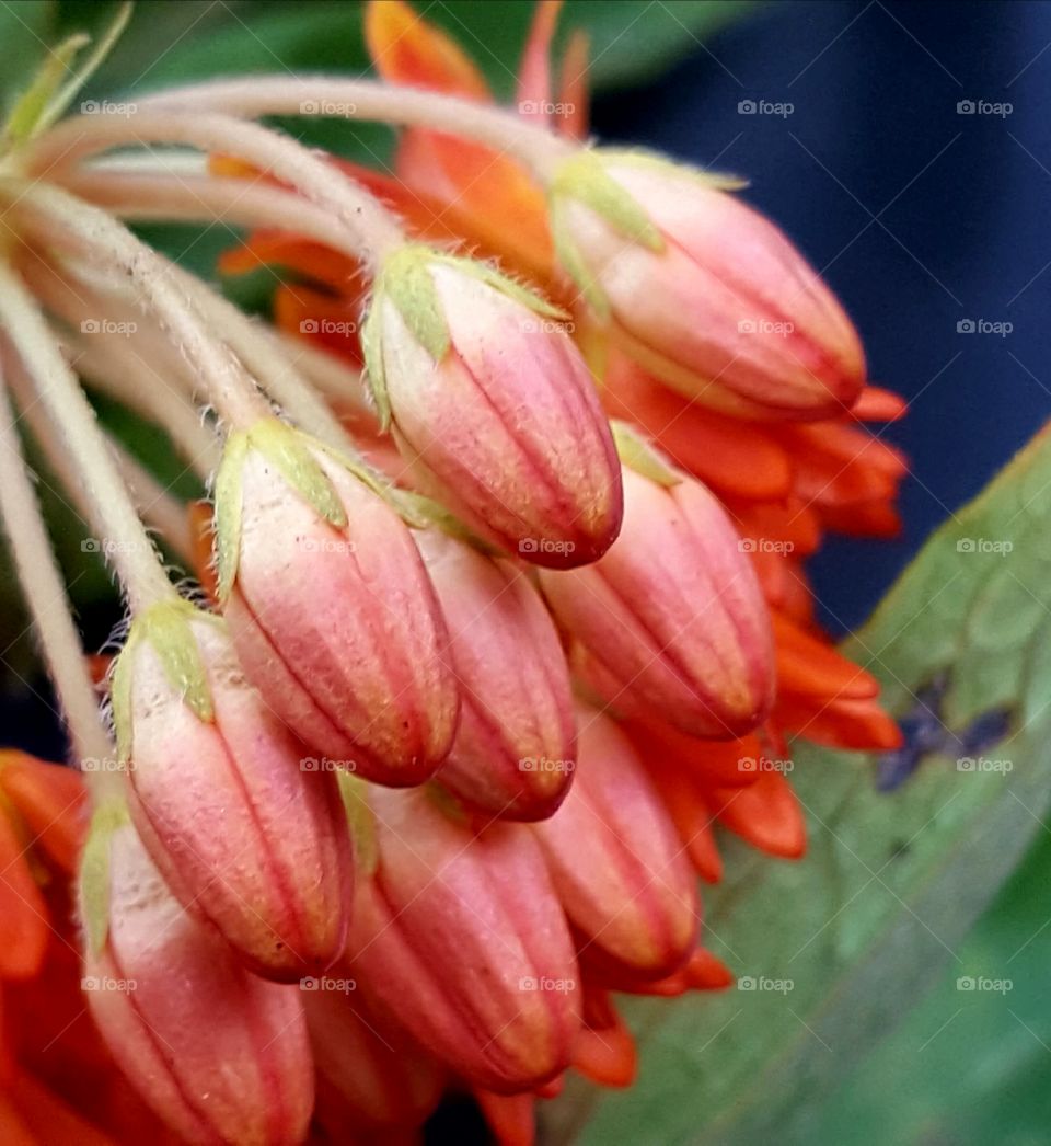 Nature, Flower, Flora, No Person, Closeup