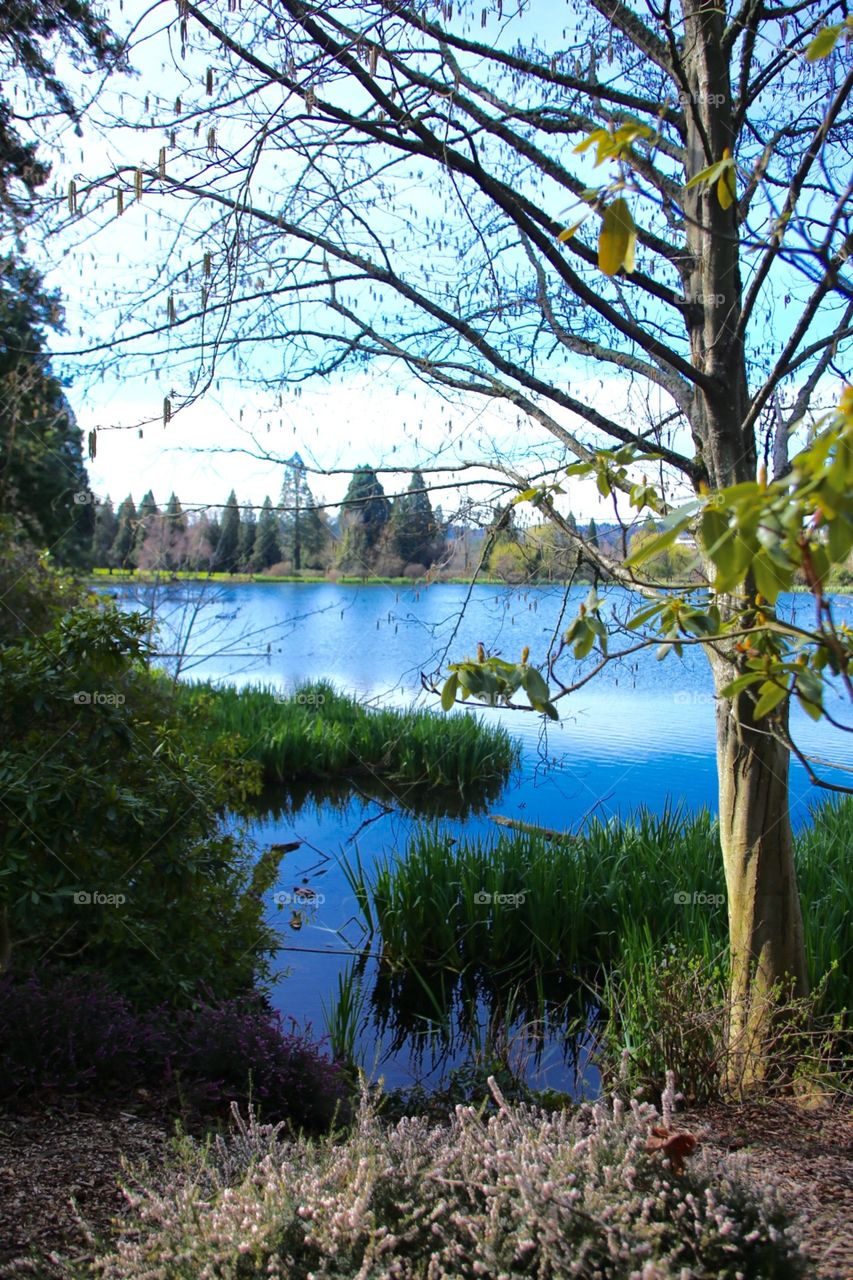 Beautiful morning at Crystal Springs Garden, Portland, Oregon 