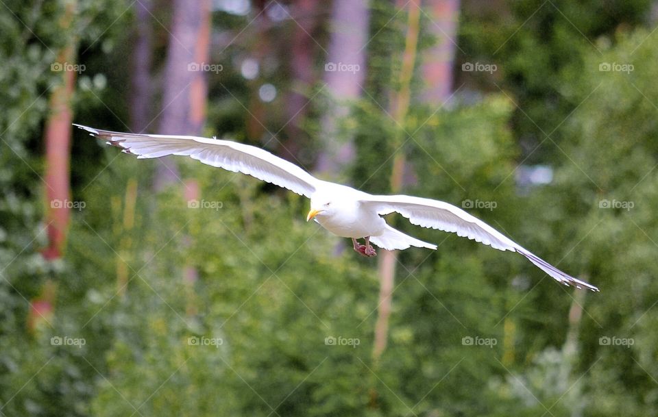 Close-up of seagull flying