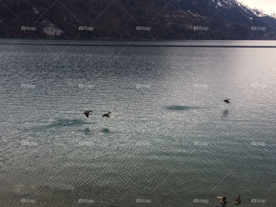 Ducks in a lake