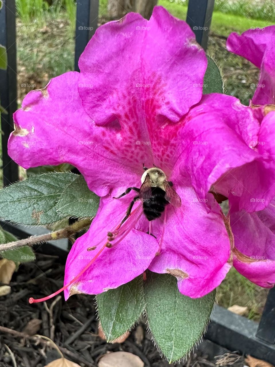 Bright pink azalea flower common eastern bumble bee pollinator petals stamens summer backyard nature wildlife bug insect wings