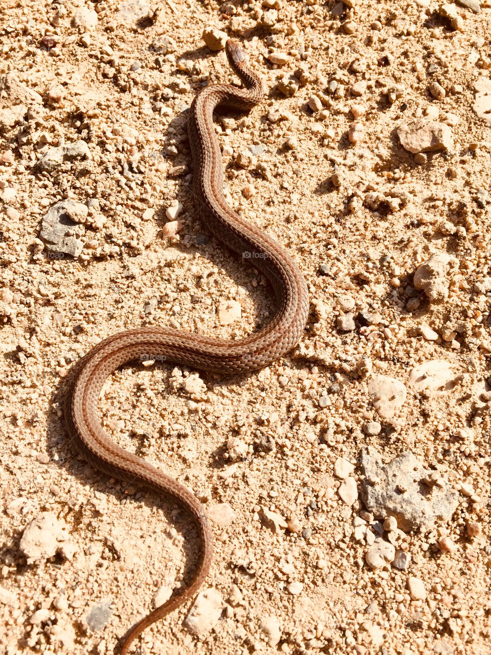Little snake Brandon hills mb