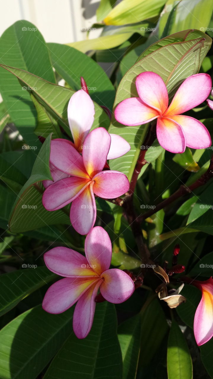 frangipani