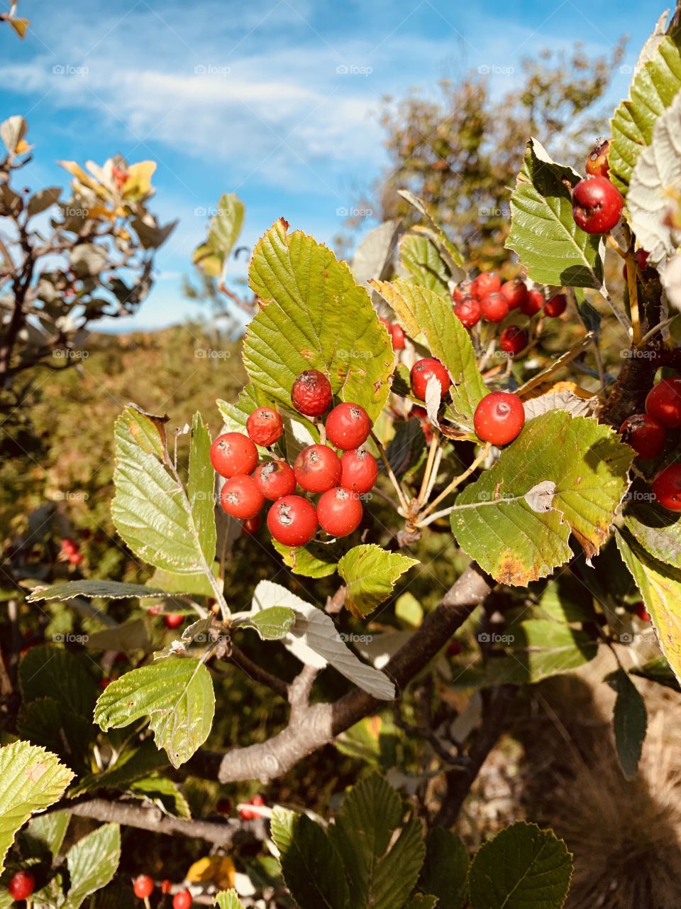 beautiful ripened fruits of the mountain ash
