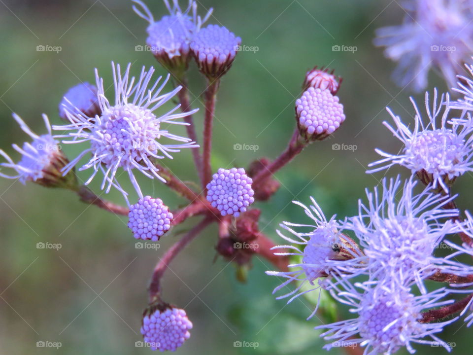 mistflower