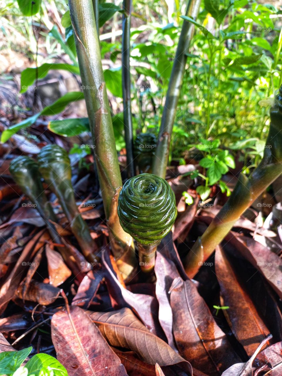 Zingiber zerumbet flowers that have not yet bloomed clearly look beautiful