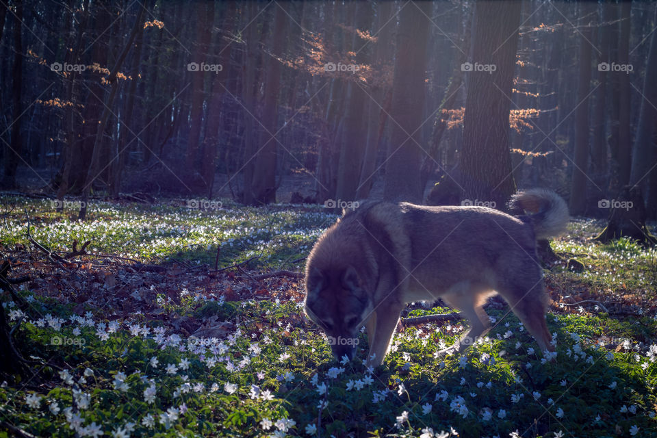 Dog in blooming Spring Wood 