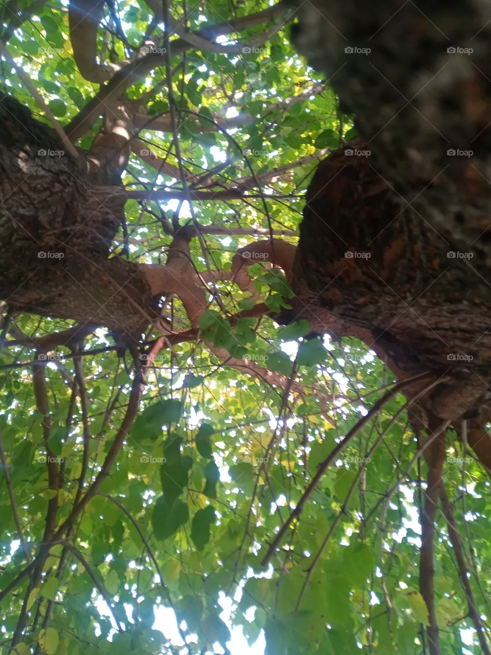 trees