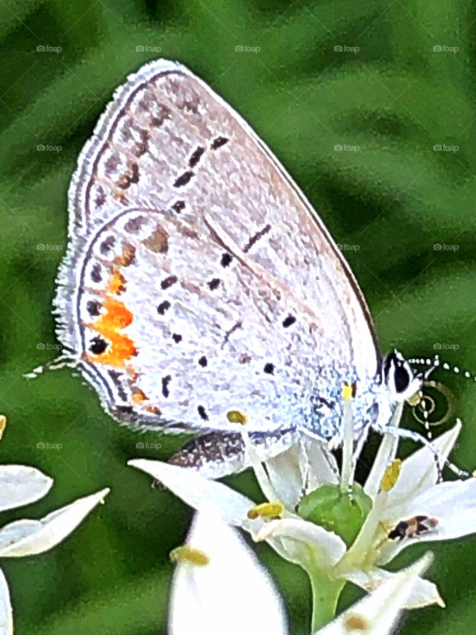 Cutie butterfly