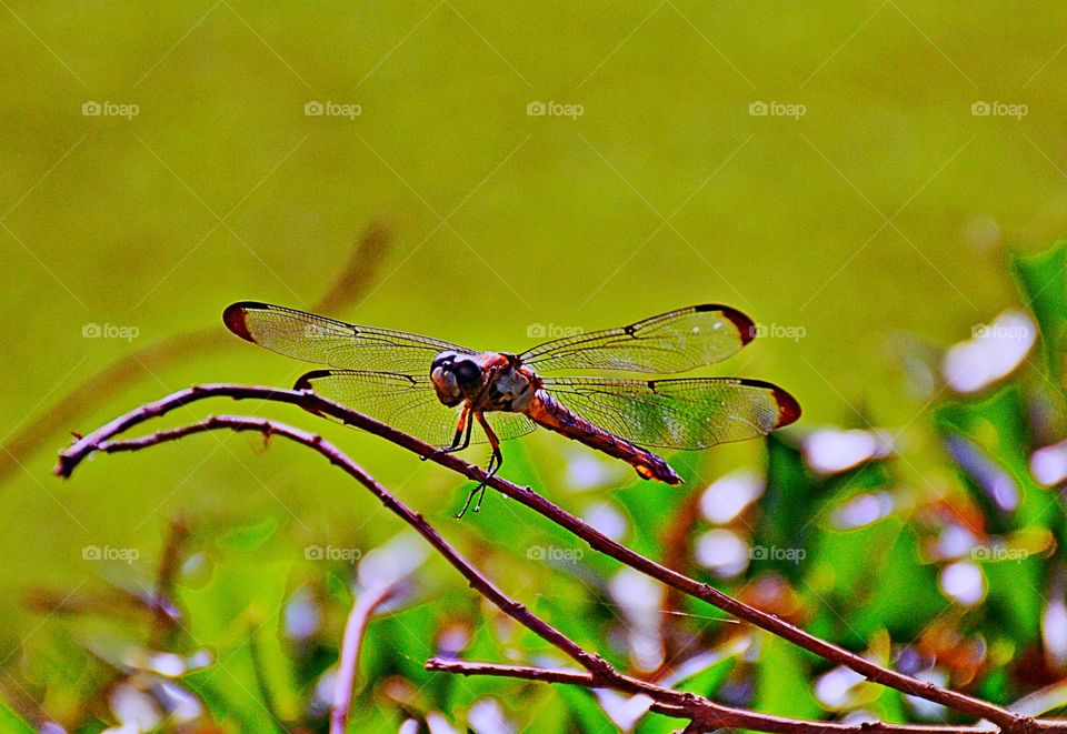 Dragonfly on twig