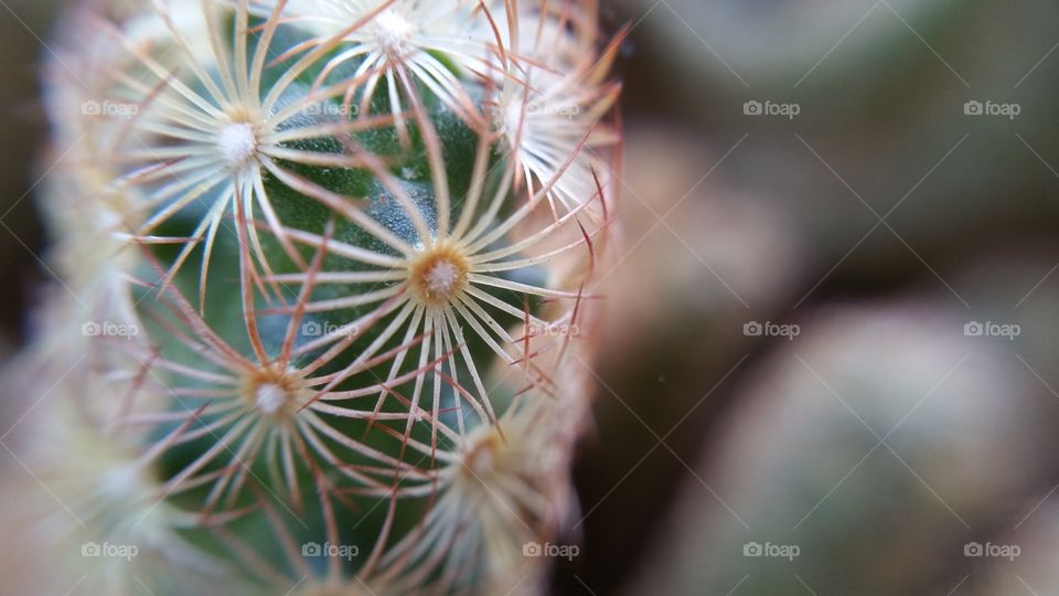Cactus closeup