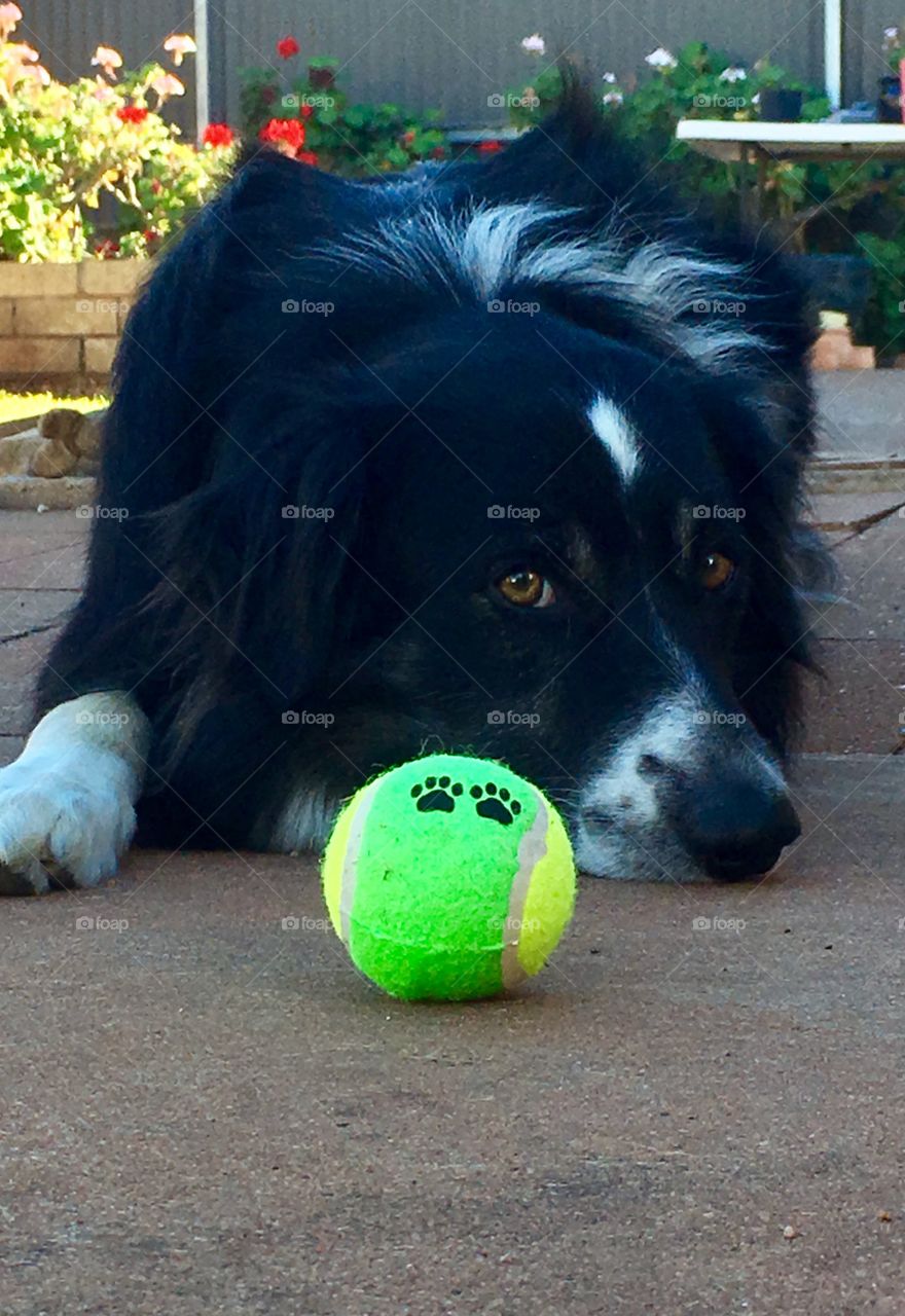 Bright green tennis ball dog toy, foreground; border collie sheepdog in background outdoors 