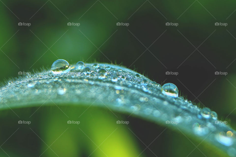 Closeup Green grass with water drops after rain With morning light on nature background