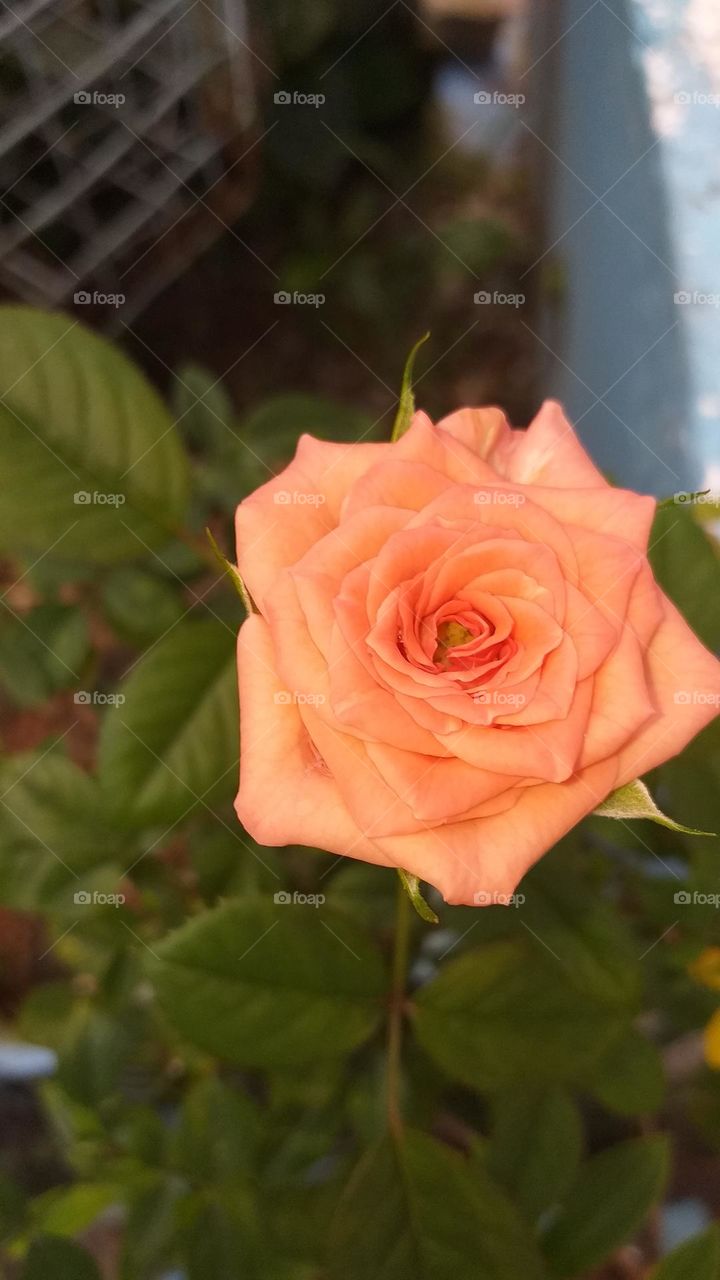 Beautiful rose