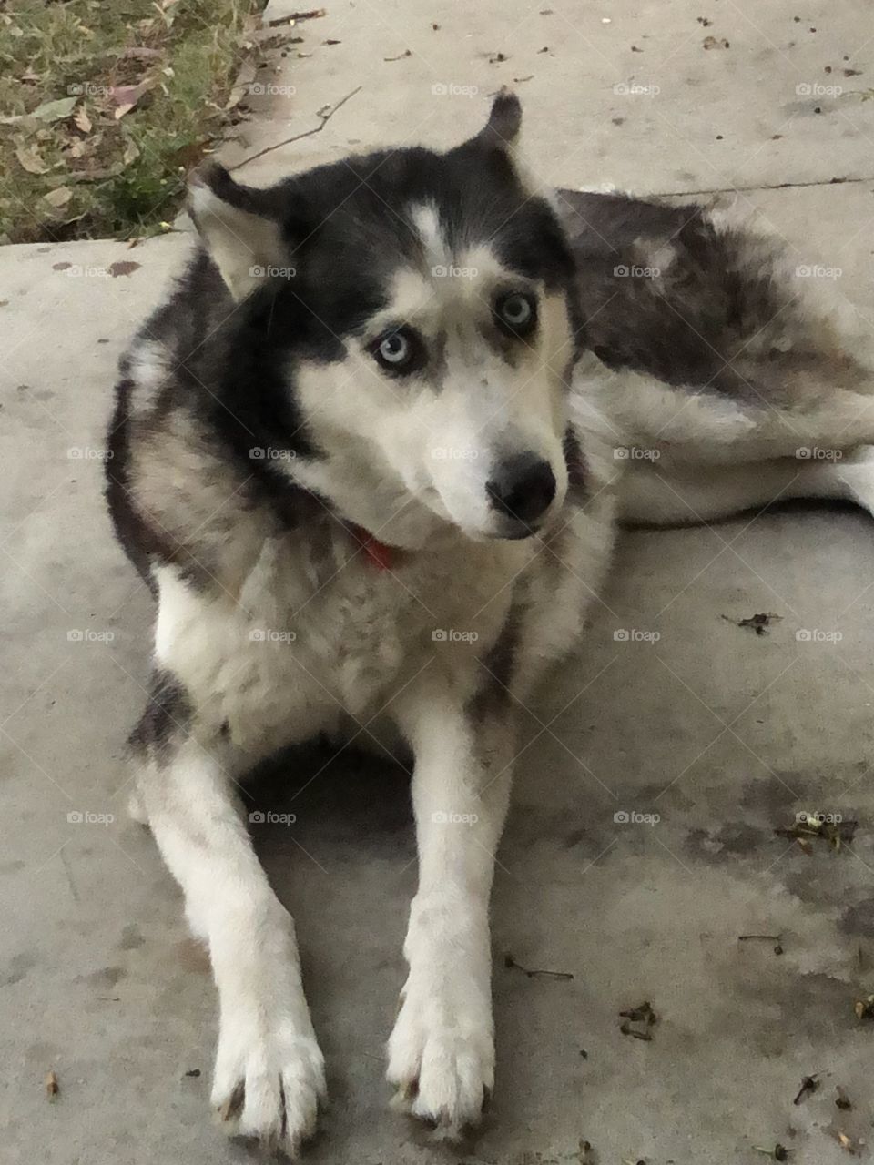 Siberian husky 