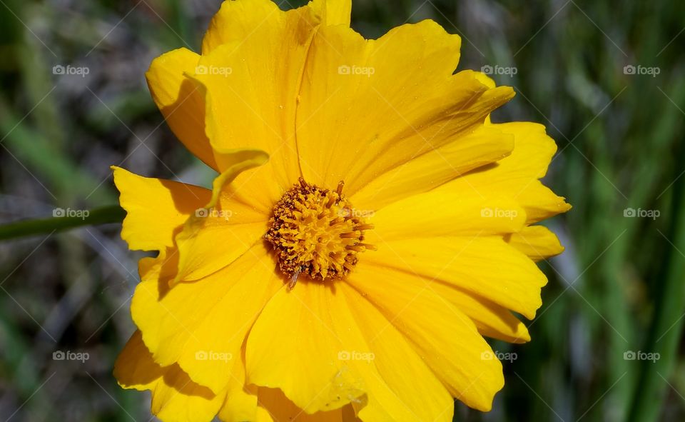 Nature. Yellow Wildflowers 