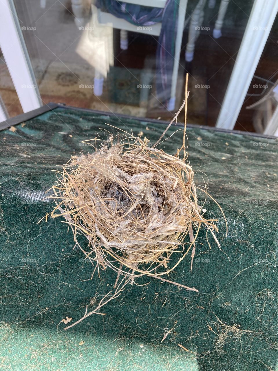 Fallen bird nest 