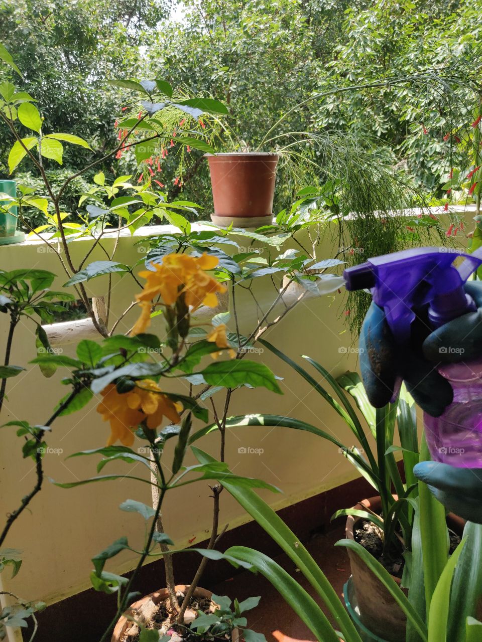 daily routine of norturing, watering and taking care of plants on the terrace garden 🙂