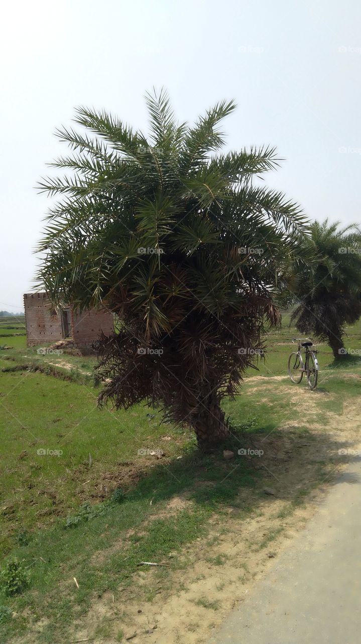 Chakia Chandauli UP India Nice Tree