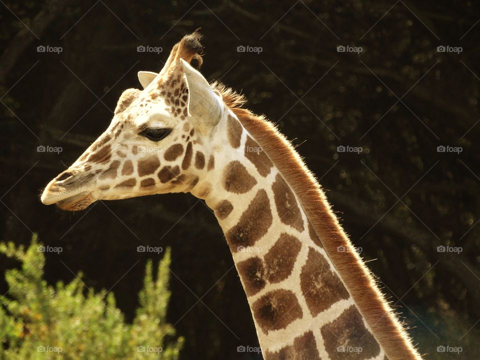 Giraffe Profile