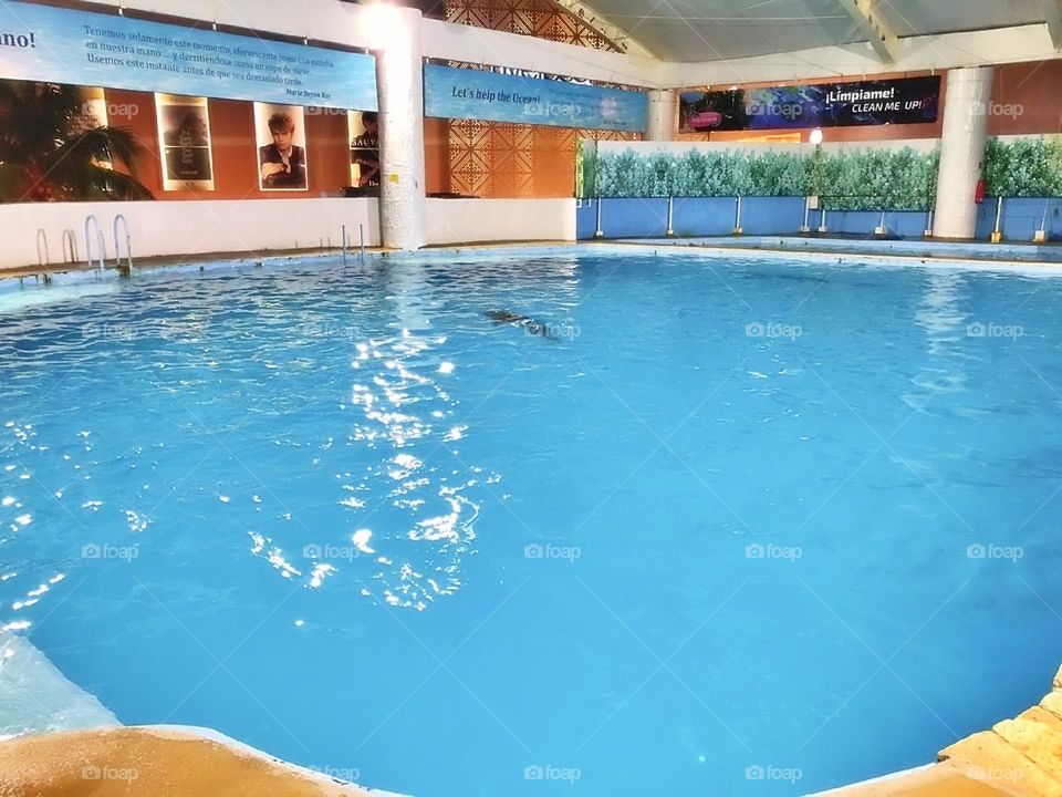 river creature atlantic child activity portrait beach fun coral natural family happy vacation dolphins playful island friendly animals fauna scuba landscape dolphin pod pool paradise travel snorkeling aqua view tourism flipper adventure undersea natu