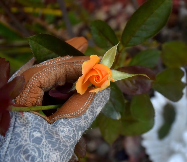 Beautiful peach rose in my rose garden


