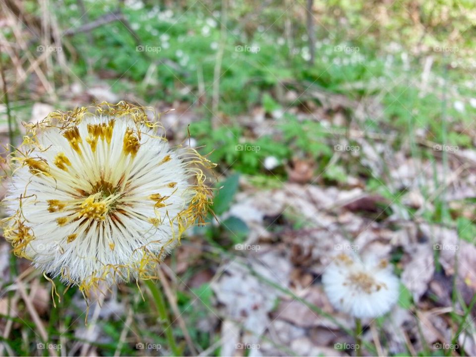 Taraxacum