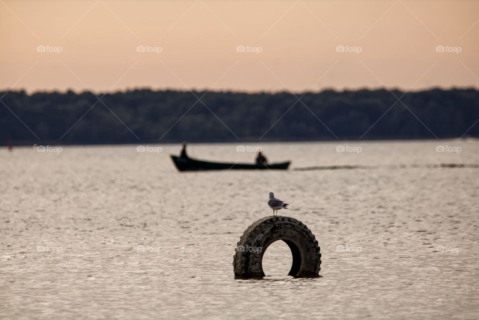 Möve mit Boot