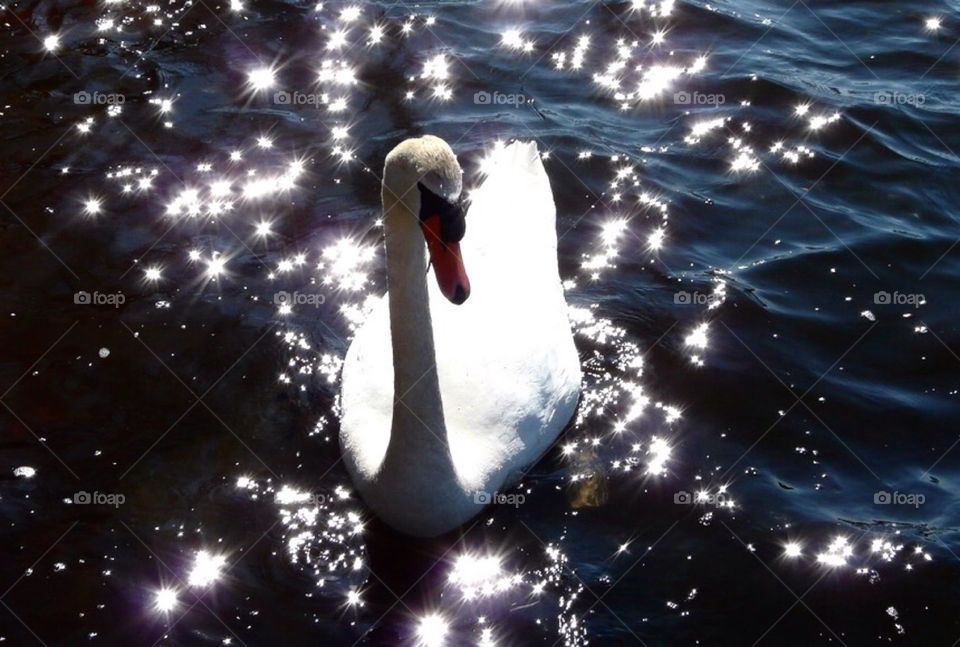 Stop Looking At Me, Swan