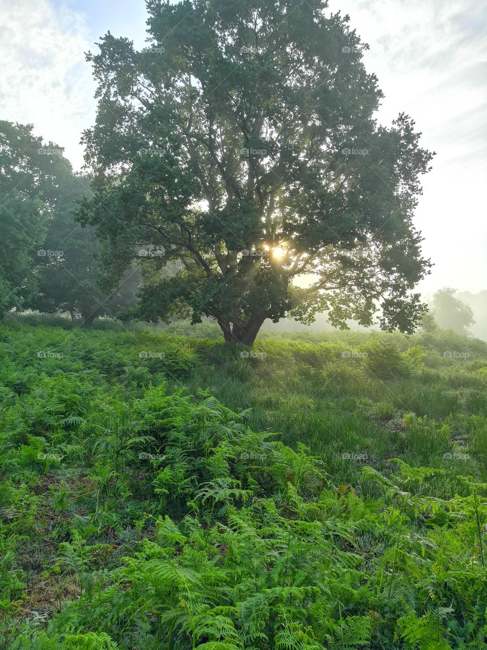 Sunrise behind the tree