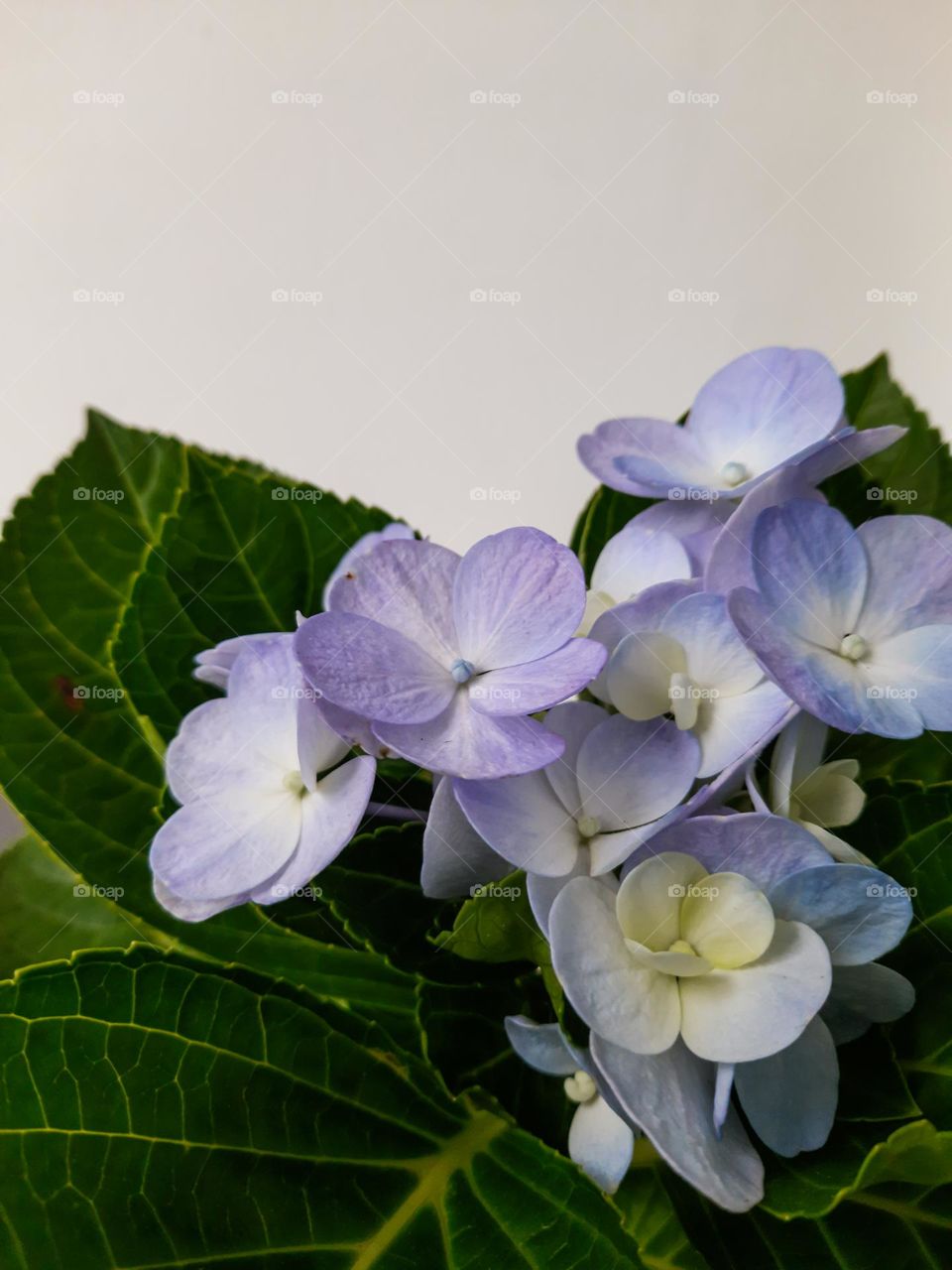 Plant with Lavender color mixed flowers