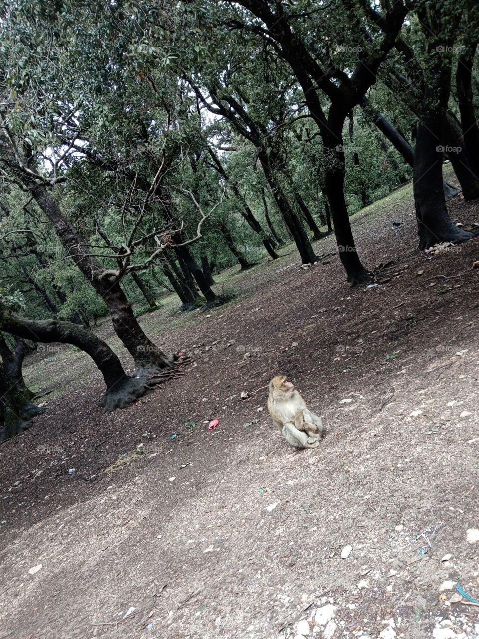 Atlas monkey..AZROU..MOROCCO