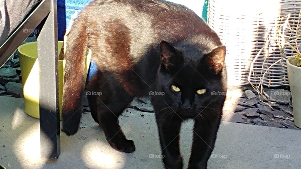 black brown cat