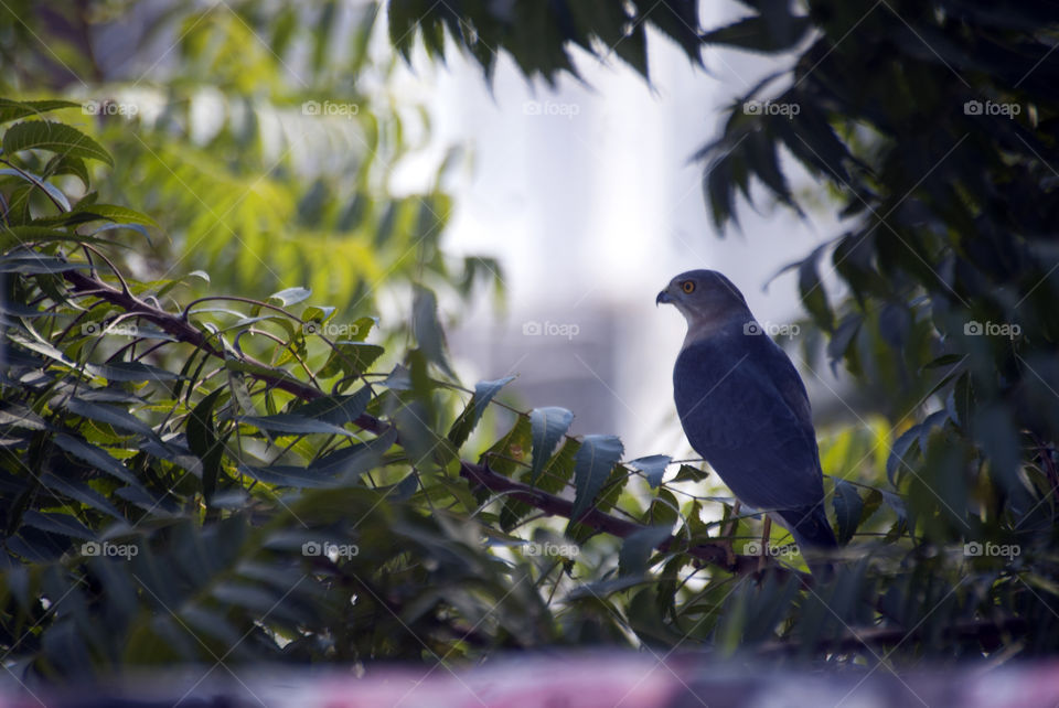 Eagle, a regular visitor to cheer me up.