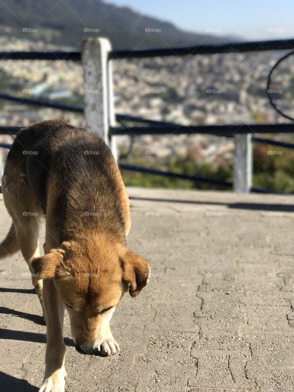 Stray dog exploring the area around Quito Ecuador monument on a sunny spring day