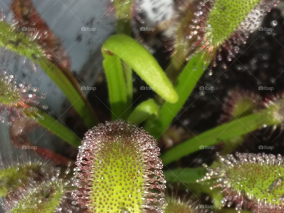 close up of new leaves on a Drosera Capnesis 'Wide Leaf ' carnivorous plant.
