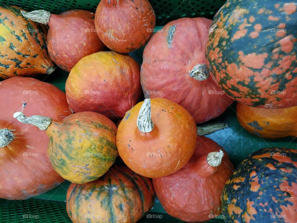 pumpkins