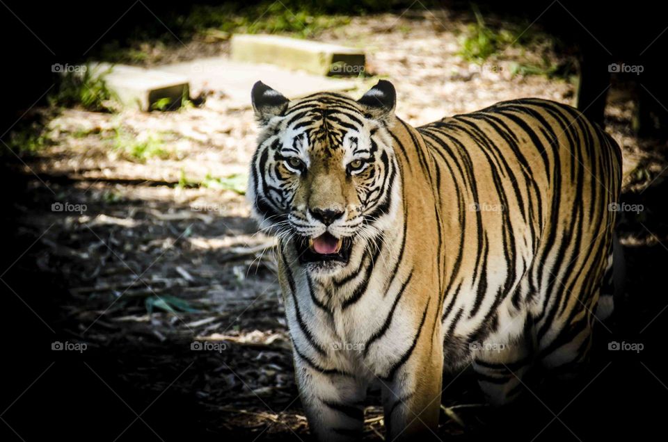 Tiger. Beautiful picture of a tiger