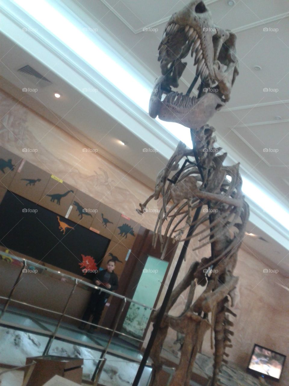 Tyrannosaurus skeleton in Kazan natural history museum
Leight of this incredible creatue- over 11 meters!
Thats giant!