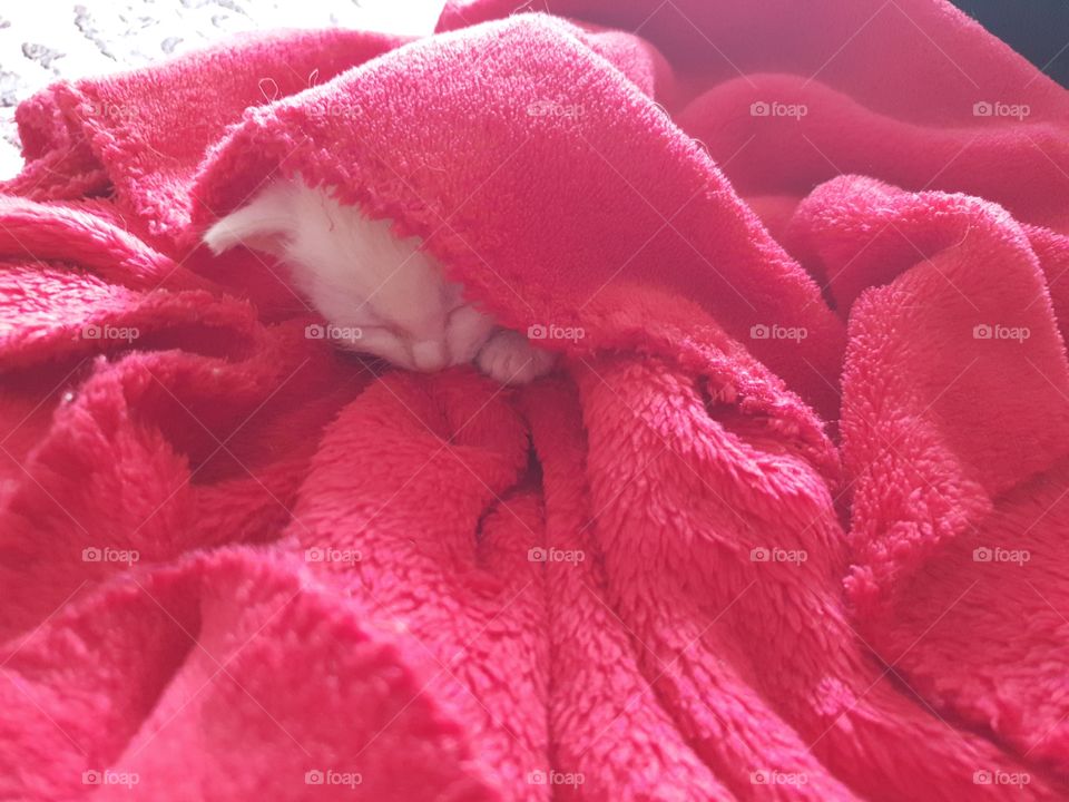 Несколько месяцев назад наш комок любви выглядел вот так