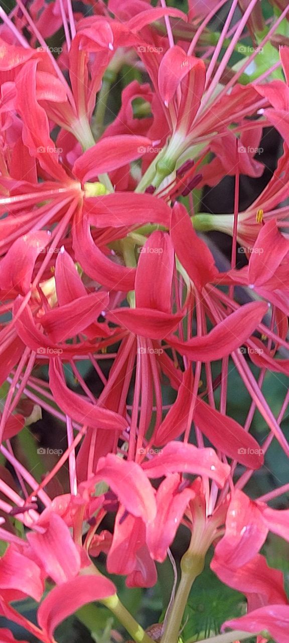 red spider lilly